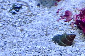 Nassarius Snail Thumbnail