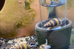 Assassin Snail Thumbnail