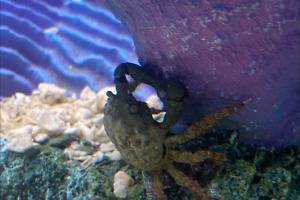 Emerald Crab Thumbnail