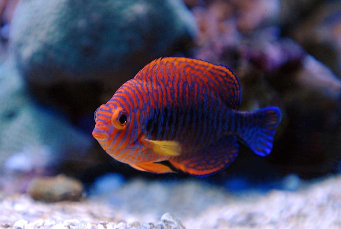 Potter’s Angelfish