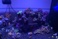 Mark's 25g Reef Tank on Nov 13, 2020