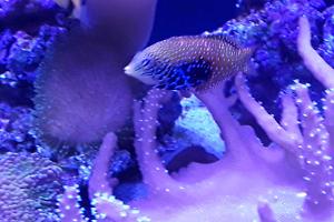 Peacock Wrasse Thumbnail