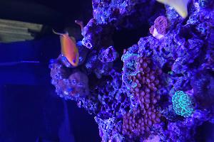 Anthias Thumbnail