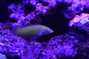 Green Wrasse Thumbnail