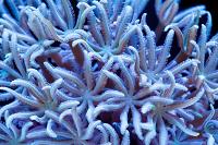 Pipe Organ Coral Thumbnail