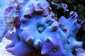 Teal Mushroom Polyp Thumbnail