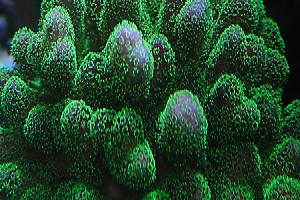 Pocillopora Green Thumbnail