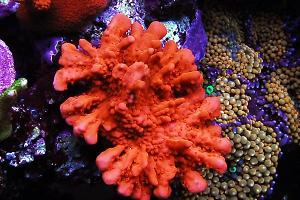 Montipora Setosa Thumbnail