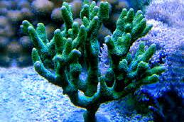 Montipora Digitata Green Thumbnail