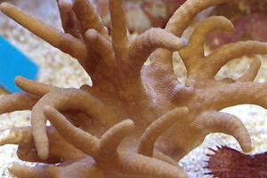 Devil's Hand Leather Coral Thumbnail