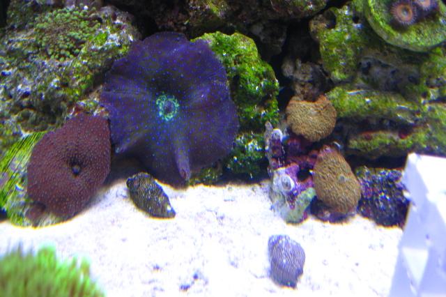 My Aquarium Thumbnail