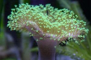 Toadstool Leather Coral Thumbnail