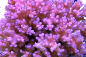 Pocillopora damicornis Thumbnail