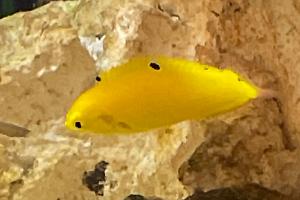 Canary Wrasse Thumbnail