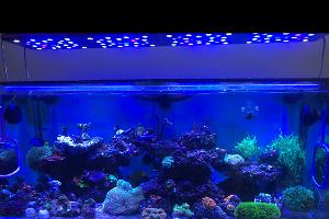 My Aquarium on Nov 15, 2020