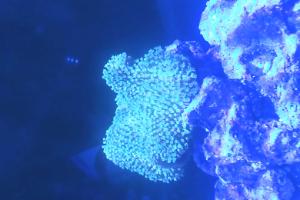 Toadstool Mushroom Leather Coral Thumbnail