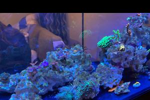 40 Gal Peninsula Thumbnail