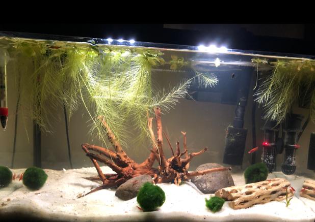 10 gallon shrimp tank on Nov 16, 2020