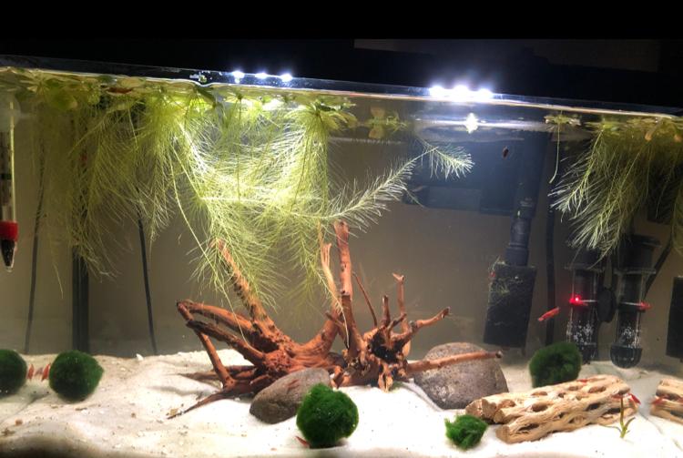 10 gallon shrimp tank on Nov 16, 2020