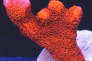 Montipora Digitata Thumbnail