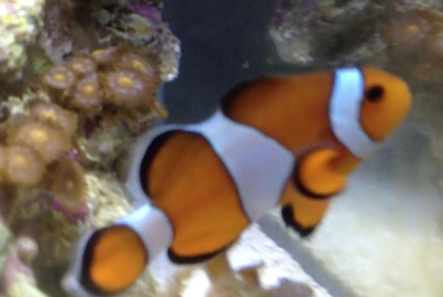 Ocellaris Clownfish