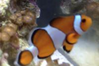 Ocellaris Clownfish Thumbnail