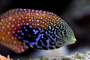 Blue Star Leopard Wrasse Thumbnail