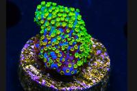 JFOX Grafted Rainbow Monti Thumbnail