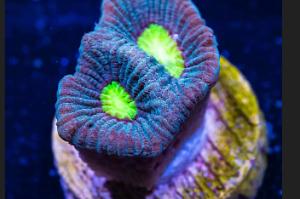 Bicolor Goniastrea Thumbnail