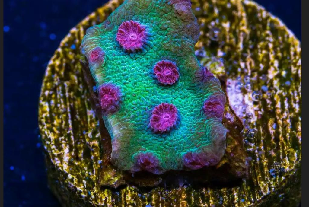 JFox Alien Pox Cyphastrea