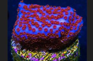 Superman Montipora Thumbnail