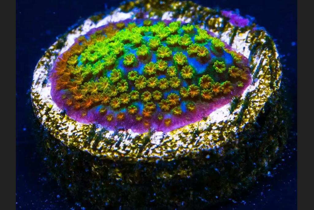 Rainbow Montipora