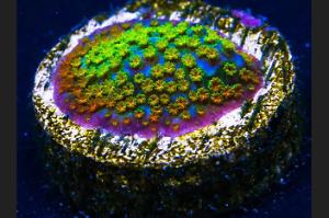 Rainbow Montipora Thumbnail