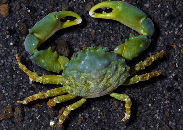 Emerald crab