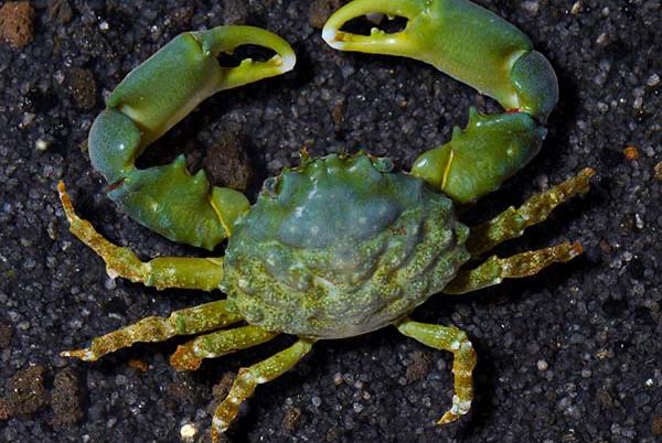 Emerald crab