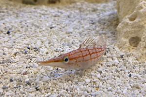 Longnose Hawkfish Thumbnail