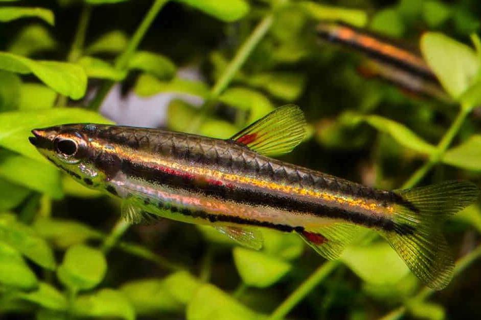 Dwarf Pencilfish / Nannostomus marginatus 9