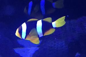 Clarkii Clownfish Thumbnail