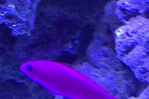 Purple Dottyback Thumbnail