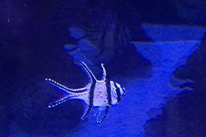 Banggai Cardinalfish Thumbnail