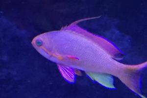 Lyretail Anthias Thumbnail