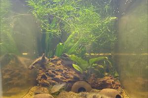 A. Panduro Tank Thumbnail