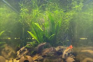 A. Cacactuoides Tank Thumbnail