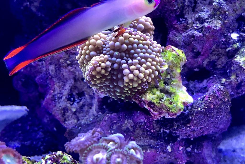 Nano Reef 24 G on Nov 19, 2020