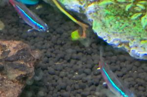 Neon Tetra Thumbnail