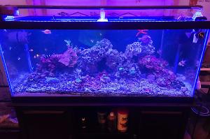 mixed reef Thumbnail