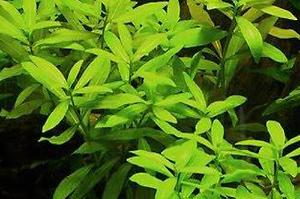 Hygrophila Polysperma Thumbnail