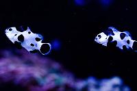 Black Storm Clownfish Thumbnail