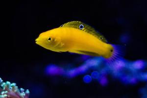 Yellow Coris Wrasse Thumbnail