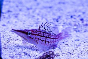 Longnose Hawkfish Thumbnail